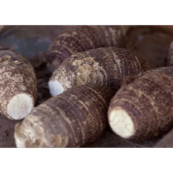 Natural Taro Root